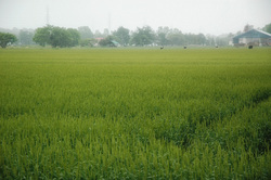 北海道の米作り発祥の地 恵庭